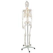 Kostra človeka v životnej veľkosti, anatomický Model, 1:1,180 cm