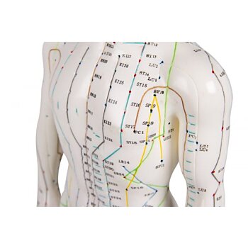Anatomická akupunktúrna figurína, AcuMaster 50 cm