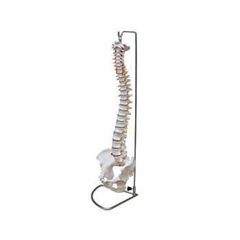 Anatomický model chrbtice s panvou a herniou disku