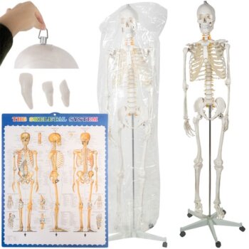 Kostra človeka v životnej veľkosti, anatomický Model, 1:1,180 cm