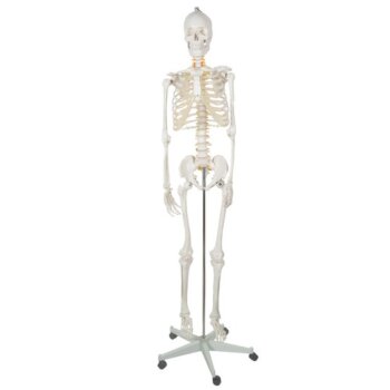 Kostra človeka v životnej veľkosti, anatomický Model, 1:1,180 cm