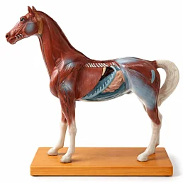 Anatomický model koňa z mäkkého vinylu