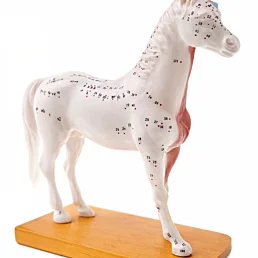 Anatomický model koňa z mäkkého vinylu - Náhľad