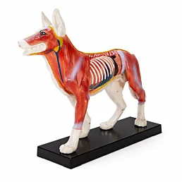 Akupunktúrny anatomický model psa z vinylu s podstavcom