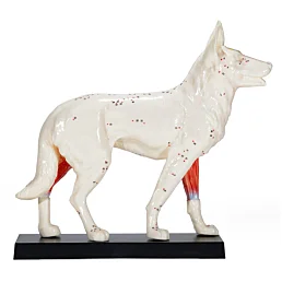 Akupunktúrny anatomický model psa z vinylu s podstavcom - Náhľad