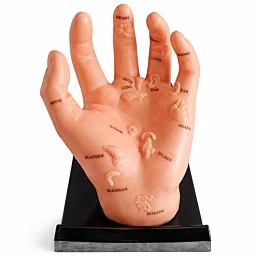 Akupunktúrny model ruky s orgánmi a podstavcom - 20 × 12 cm