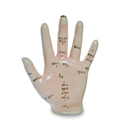 Meridiánový model ruky - 13 cm