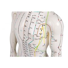 Anatomická akupunktúrna figurína, AcuMaster 50 cm