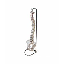 Anatomický model chrbtice s panvou a herniou disku