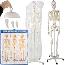 Kostra človeka v životnej veľkosti, anatomický Model, 1:1,180 cm