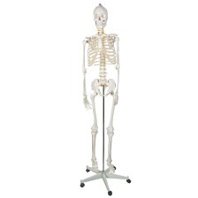 Kostra človeka v životnej veľkosti, anatomický Model, 1:1,180 cm